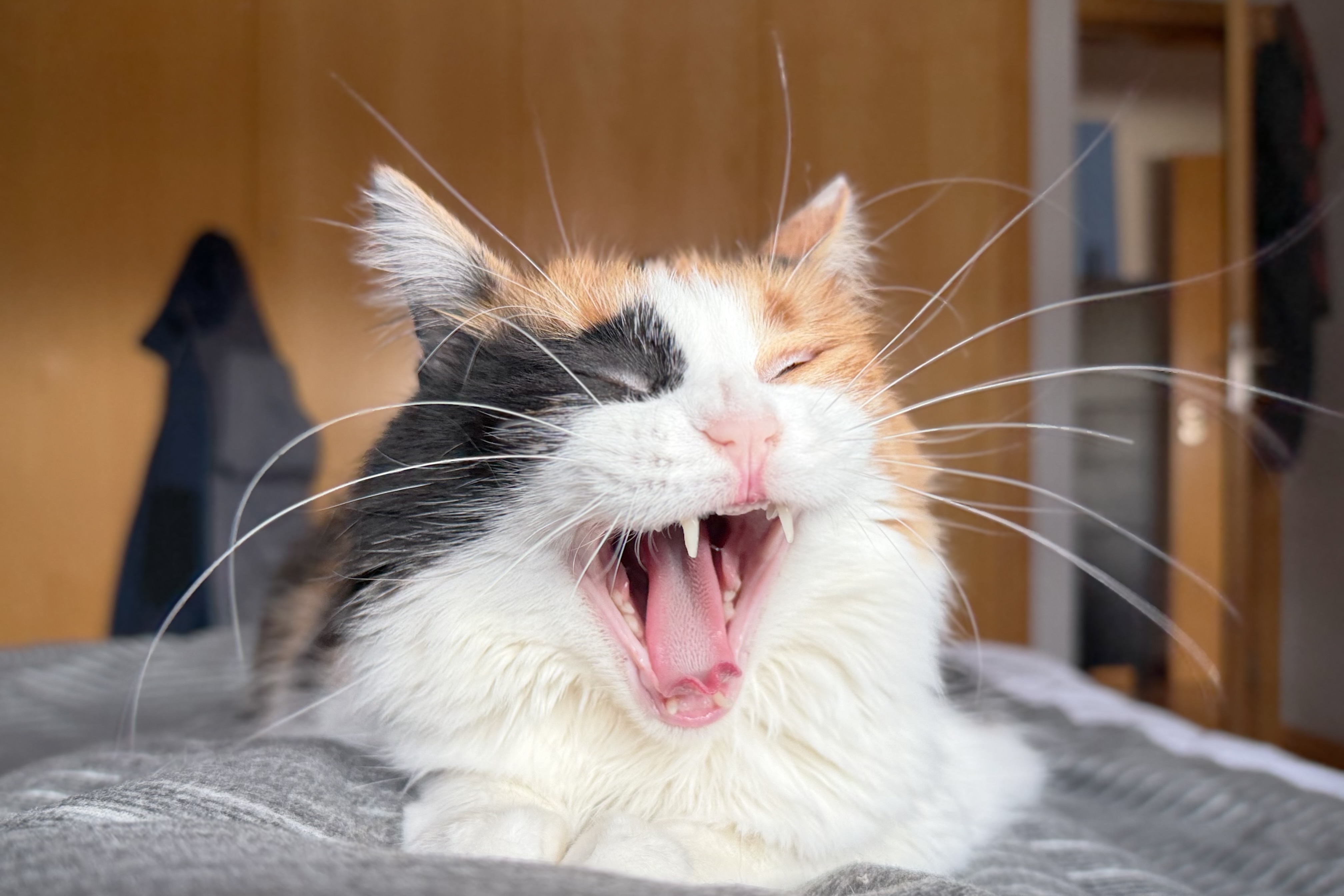 Fotografia de um gato calico a bocejar amplamente, mostrando a boca aberta e os dentes. O gato está deitado numa manta cinzenta.